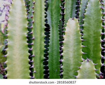 Macro pattern of a green spiky succulent cactus plant filled with rows of sharp spines, highlighting botanical geometry, symmetry, and vibrant green hues.