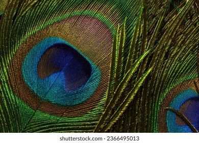 macro peacock feather,macro peacock feathers,Peacock feathers close-up