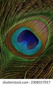 macro peacock feathers,Background with peacock feather macro texture, multicolored