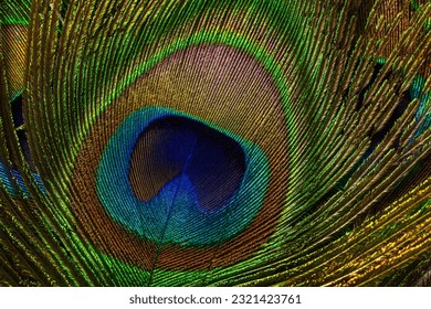 Macro peacock feathers,Background with peacock feather macro texture, multicolored