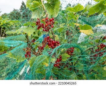 Macro of perfect red ripe redcurrants (ribes rubrum) on the branch between green leaves under green net to protect berries from birds. Taste of summer