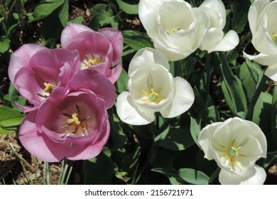 Macro of periwinkle and white tulips on green leaves background in the sunshine