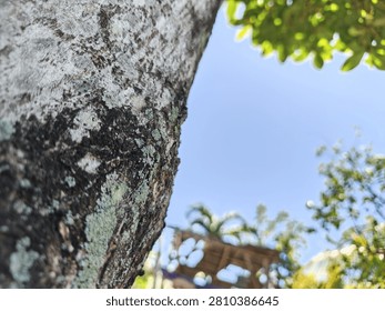 A macro perspective captures the intricate textures of rough tree bark, covered in patches of light green lichen and deep black patches, with a shallow depth of field looking up toward blurred green leaves and a bright blue sky.