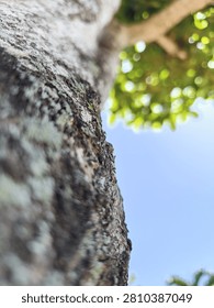 A macro perspective captures the intricate textures of rough tree bark, covered in patches of light green lichen and deep black patches, with a shallow depth of field looking up toward blurred green leaves and a bright blue sky.