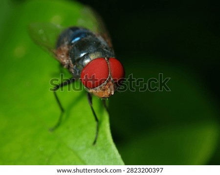 Macro perspective of a fly (Diptera, Order Insecta) resting on a bright green leaf surface.