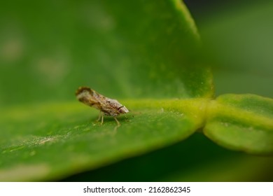 Macro photo of adult citrus psyllid also known as Diaphorina citri on citrus leaf. It is a important pest of citrus crops which is responsible in citrus greening. Used selective focus.