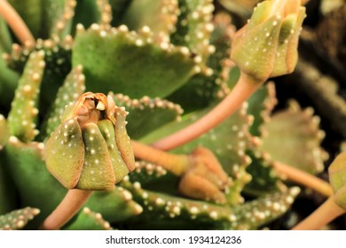 Macro photo of Aloinopsis Malherbei succulent plant pot in the garden under the sun - Shutterstock ID 1934124236