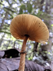 Macro Photo Of Amanita Subjunquillea Mushroom Taken From Below
