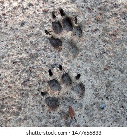 36 Paw_footprint macro photo Images, Stock Photos & Vectors | Shutterstock