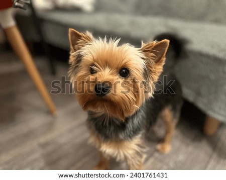 Macro photo animal yorkshire terrier dog puppy. Stock photo cute pet yorkie dog puppy