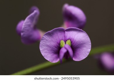 Macro Photo of Australian Native Hardenbergia Flower 'The Happy Wanderer' - Powered by Shutterstock