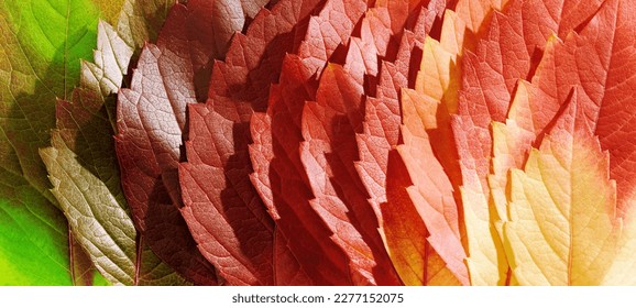 Macro photo autumn red green yellow leaves as natural texture banner  Gradient fall colors aesthetic background and leaves texture close up  sunlight shadows  beauty nature  Virginia creeper