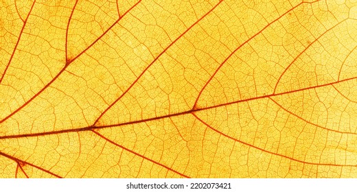 Macro Photo Of Autumn Red Yellow Elm Leaf With Natural Texture As Natural Banner. Fall Colors Aesthetic Background With Yellow Leaves Texture Close Up With Veins, Autumnal Foliage, Beauty Of Nature.