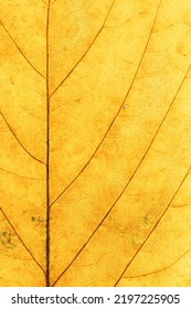 Macro Photo Of Autumn Yellow Elm Leaf With Natural Texture As Natural Background. Fall Colors Aesthetic Backdrop With Yellow Leaves Texture Close Up With Veins, Autumnal Foliage, Beauty Of Nature. 