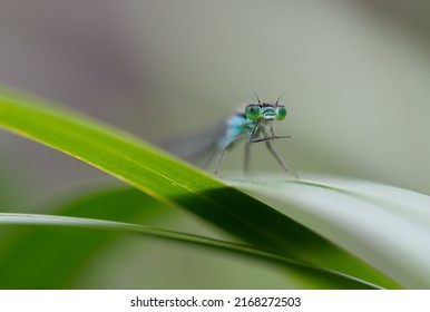 Macro Photo Of Azure Damselfly Head