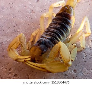 A Macro Photo Of A Bark Scorpion Caught In The Arizona Desert.