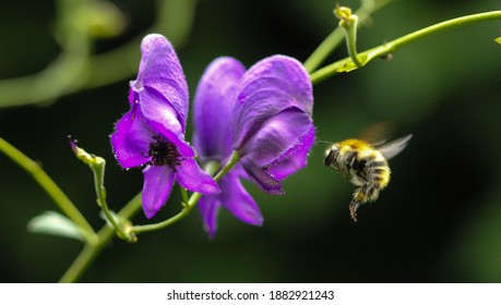 Macro photo of a bee flying towards a Monkshood (Aconitum)  plant. - Shutterstock ID 1882921243