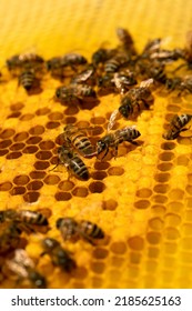 Macro Photo Of A Bee Hive In A Honeycomb. Bees Produce Fresh, Healthy Honey. Beekeeping Concept.