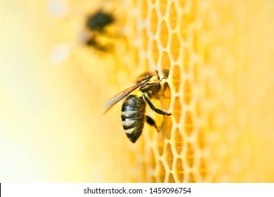 Macro photo of a bee hive on a honeycomb with copyspace. Bees produce fresh, healthy, honey. Beekeeping concept