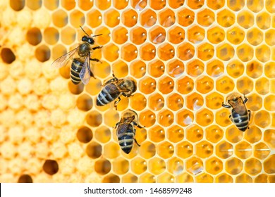 Macro Photo Of A Bee Hive On A Honeycomb With Copyspace. Bees Produce Fresh, Healthy, Honey. Beekeeping Concept