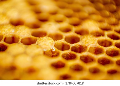 Macro photo of a bee hive on a honeycomb with copyspace. Bees produce fresh, healthy, honey. Beekeeping concept.