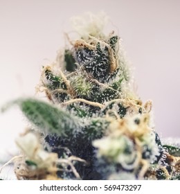 Macro Photo Of Big Mature Blooming Head Of Weed Cannabis Marijuana Isolated On A Background