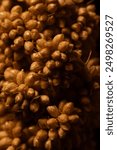 macro photo bird food bundle of millet grain ears with their small kernels