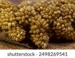 macro photo bird food bundle of millet grain ears with their small kernels