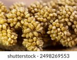 macro photo bird food bundle of millet grain ears with their small kernels