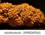 macro photo bird food bundle of millet grain ears with their small kernels