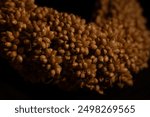 macro photo bird food bundle of millet grain ears with their small kernels