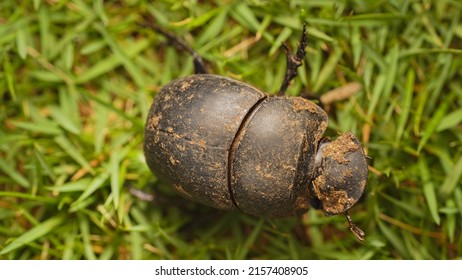 macro photo of a black dung beetle (catharsius) crawling on green grass