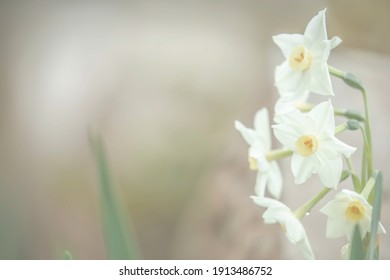  A Macro Photo Of A Blooming Paperwhite Narcissus 