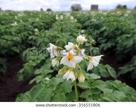 Similar – Foto Bild Blühende Kartoffel, junge frische Pflanze wächst auf Ackerland oder Feld. Fruchtbaren schwarzen reichen Boden, chernozem. Blick auf goldene Stunde, sonnige Strahlen Hintergrund. Landwirtschaft, Gemüse, Bio, Anbau. Hoch