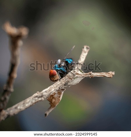 A macro photo of a blue fly on a branch with blurred background Stock photo © 