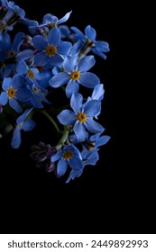 Macro photo of blue forget-me-not flowers on a black background and copy space. Vertical photo