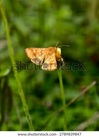 Macro photo of a bordered sallow moth
