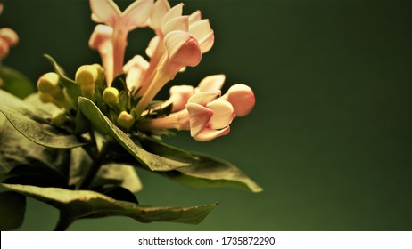 Bouvardia の画像 写真素材 ベクター画像 Shutterstock