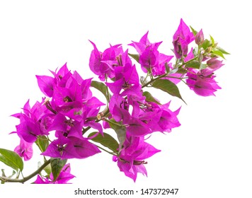 18,909 Bougainvillea isolated Images, Stock Photos & Vectors | Shutterstock