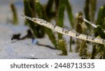 A macro photo of a brown banded Longsnout pipefish (Syngnathus temminckii) closeup