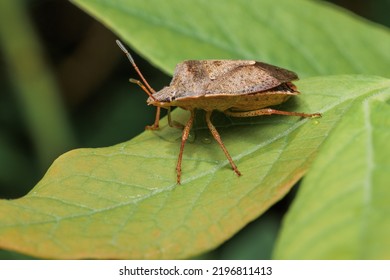 Macro Photo Of Brown Stink Bug On A Green Leaf With Water Droplets