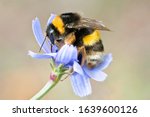 Macro photo of a buff-tailed Bumblebee, pollinating and collecting nectar on a blue wild flower