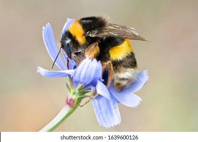 Macro photo of a buff-tailed Bumblebee, pollinating and collecting nectar on a blue wild flower