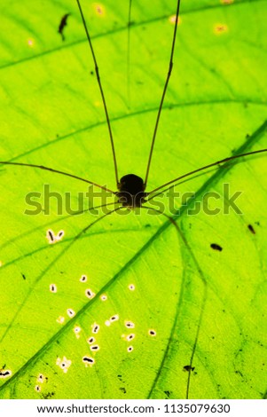 Similar – Image, Stock Photo She loves me! blossom