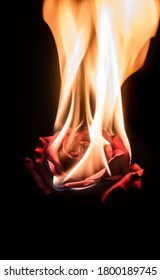 Macro Photo Of Burning Rose