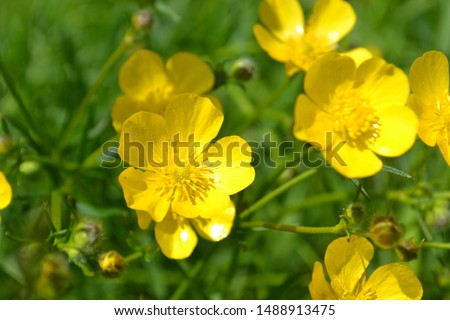 Macro photo of buttercups on the Green blurred background