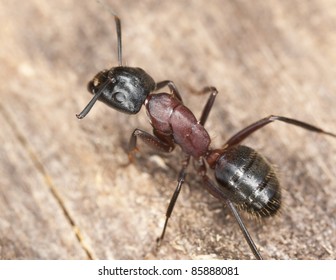 Macro photo of a Carpenter ant, this ant is a major pest on houses