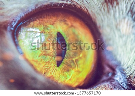 Similar – Image, Stock Photo All eyes on… Animal Pet