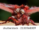 macro photo of cecropia moth face