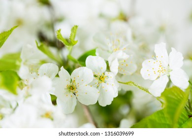  Macro photo of cherry blossoms
